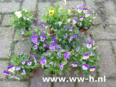 Viola cornuta Hoornviooltje Viola cornuta Hoornviooltje
